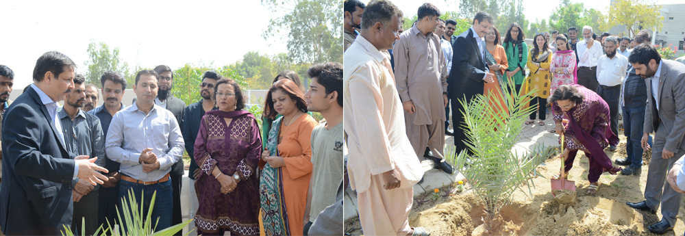 A Tree Plantation Drive at the IBA